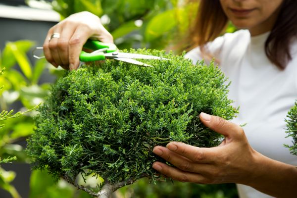Juniper Shrub Pruning in Salem