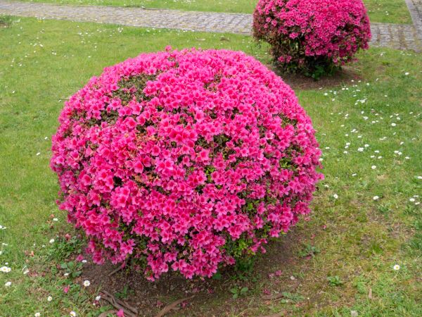 Rhododendron Pruning in Salem