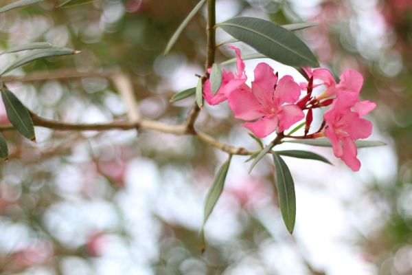 Oleander Removal in Salem