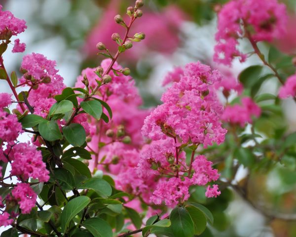 Crepe Myrtle Removal in Salem