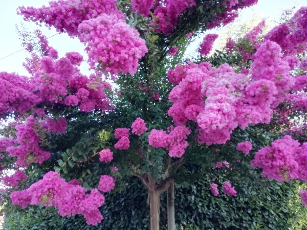 Crape Myrtle Pruning in Salem