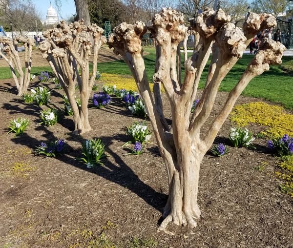 Myrtle Tree Removal in Salem