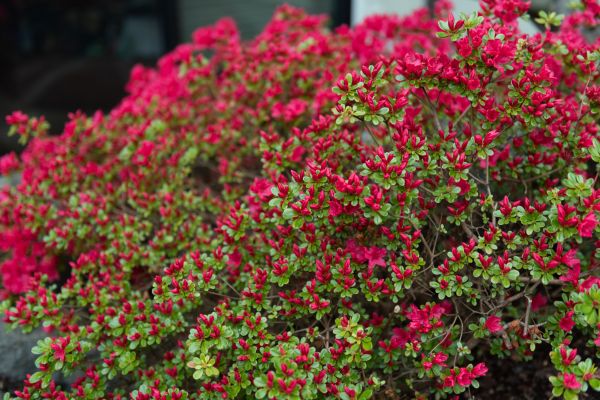 Weigela Removal Service in Salem