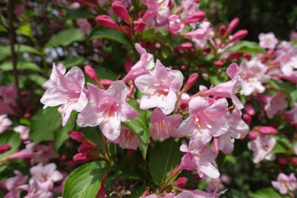 Weigela Pruning Service in Salem