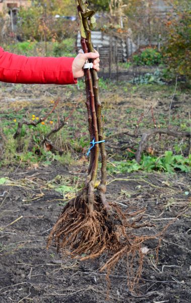 Shrub Root Removal in Salem