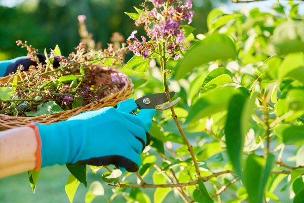 Lilac Trimming Service in Salem