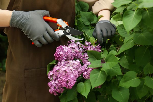 Lilac Pruning Service in Salem