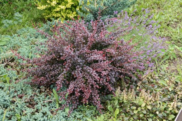 Japanese Barberry Removal in Salem