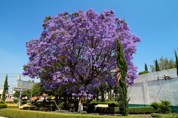 Jacaranda Pruning in Salem