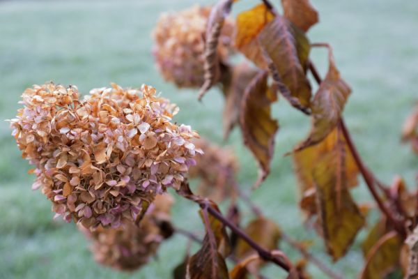 Hydrangea Removal in Salem