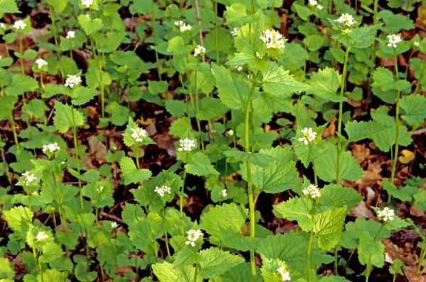 Garlic Mustard Removal in Salem