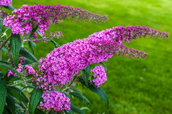 Butterfly Bush Removal in Salem