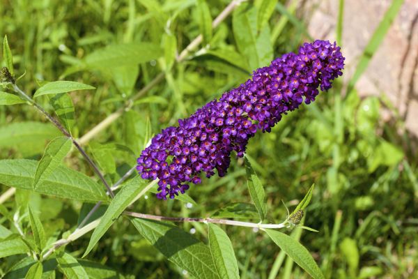 Butterfly Bush Pruning in Salem