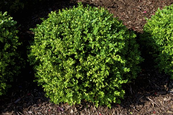 Boxwood Removal in Salem