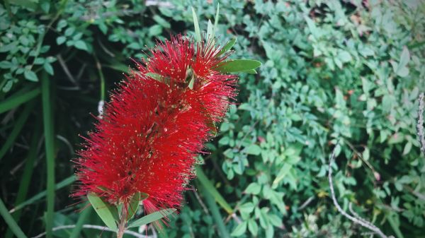 Bottlebrush Pruning in Salem