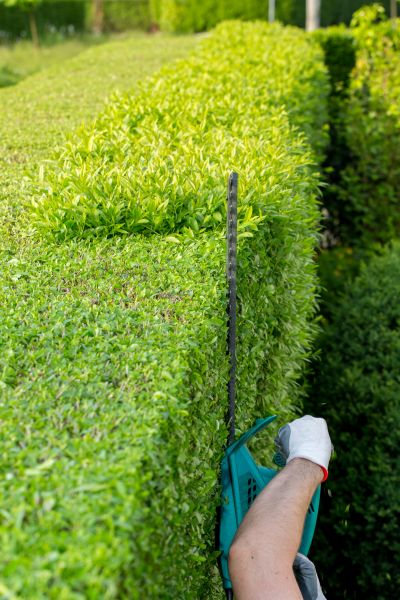 Hedge Trimming in Salem
