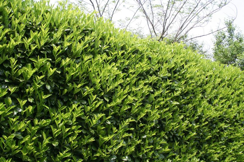 Evergreen Shrub Pruning