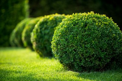 Shrub Cutting